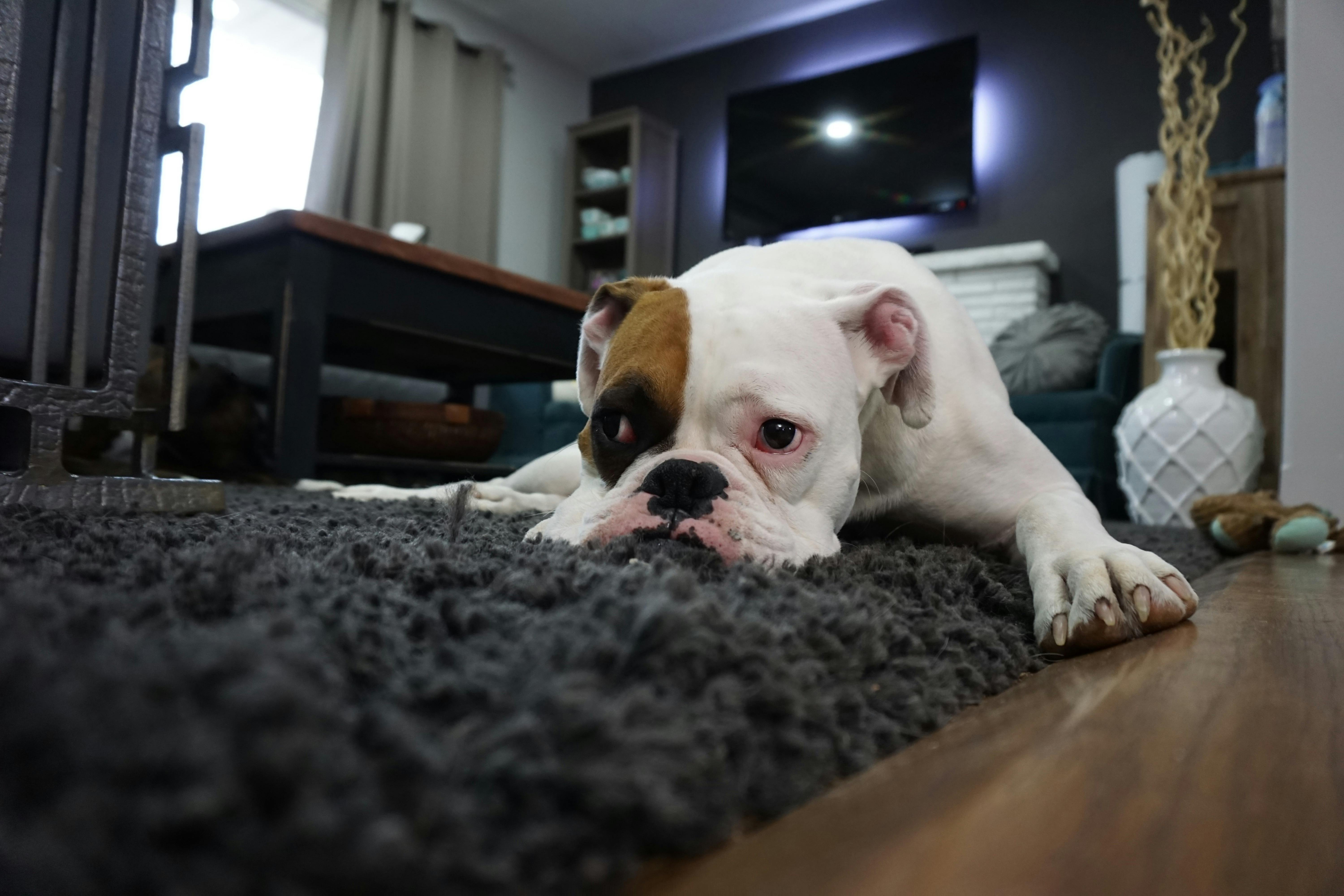 Pet-Safe Treatments